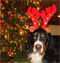 Lucy Christmas 2012 Lucy Christmas 2012